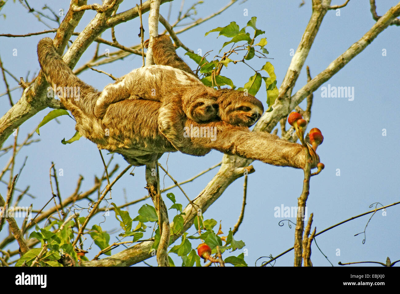 Marrone-throated sloth (Bradypus variegatus), con pub, Brasile Foto Stock