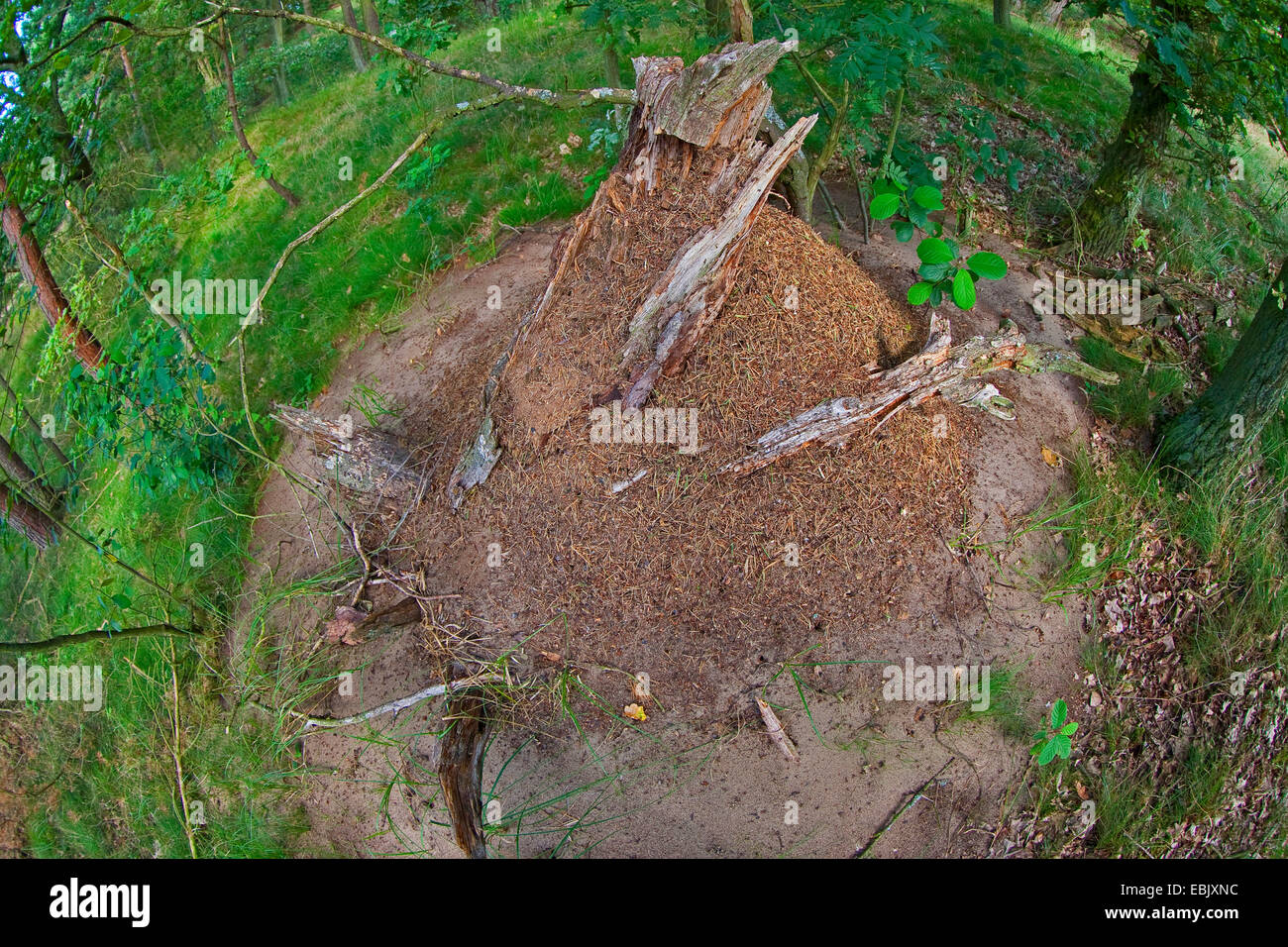 Formiche di legno (Formica spec. ), Ant Hill in una foresta da sopra, Germania Foto Stock