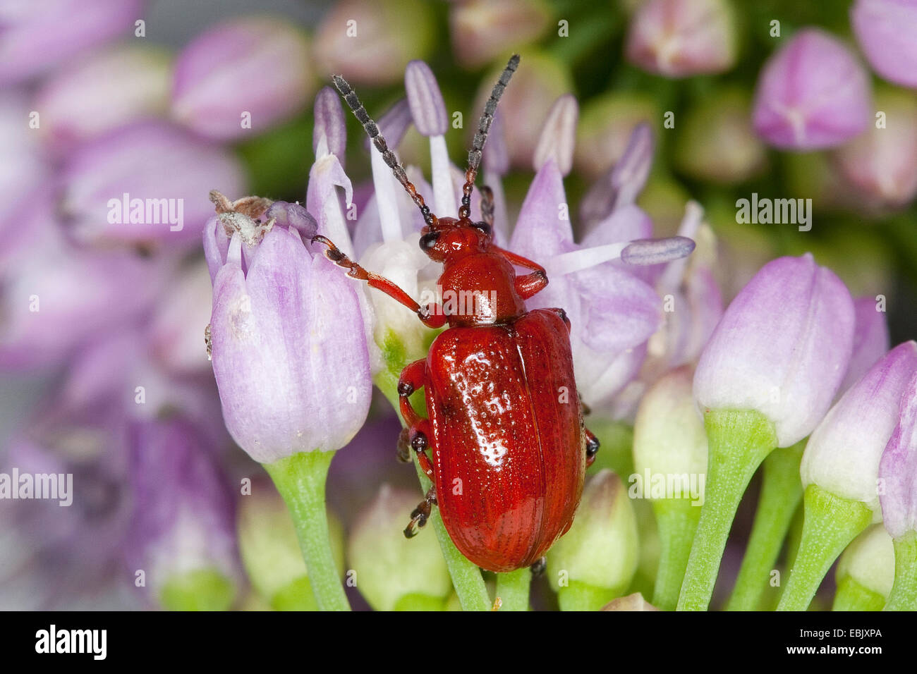 Onion beetle (Lilioceris merdigera), seduto su un lilla pallido fiore, Germania Foto Stock