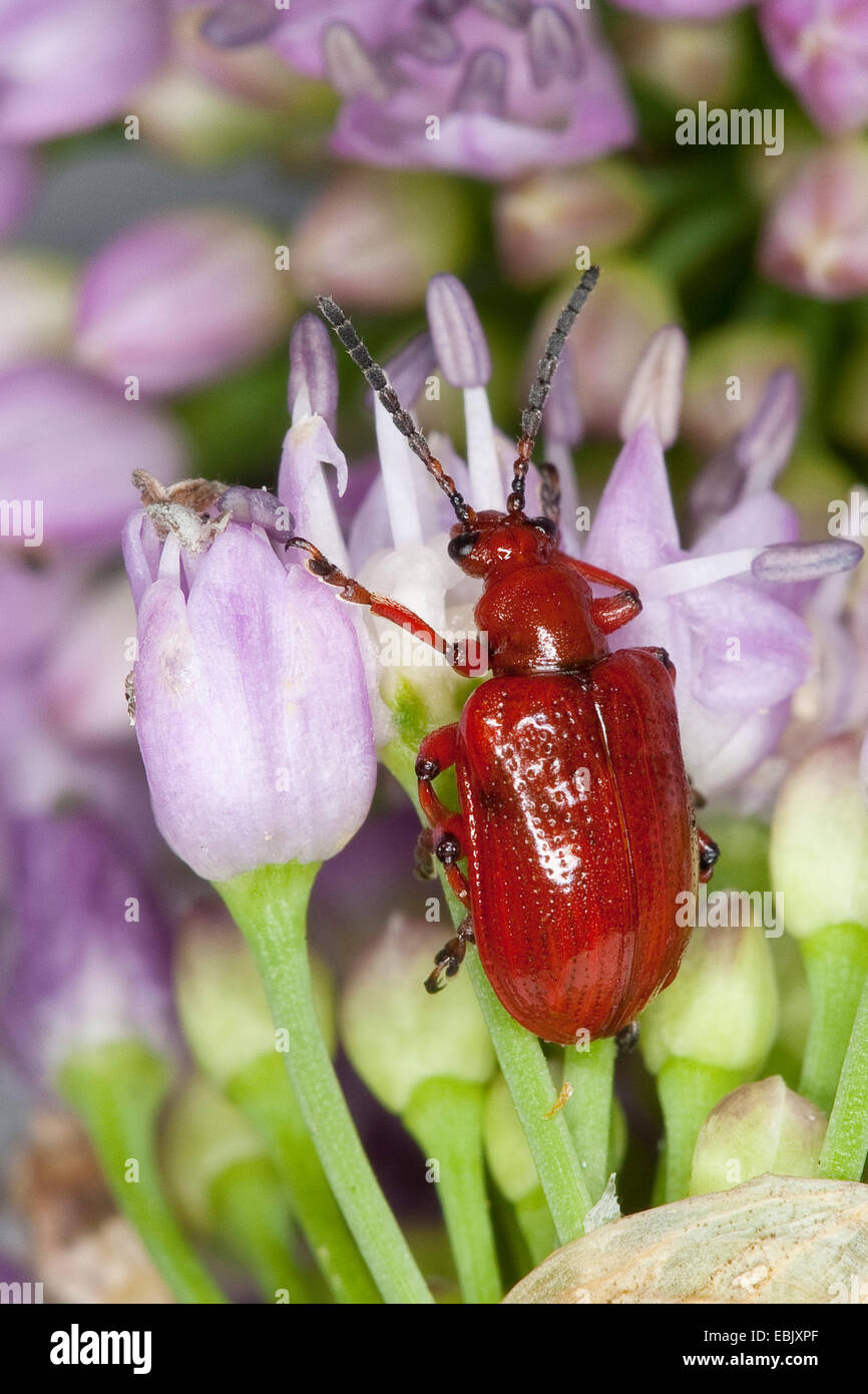 Onion beetle (Lilioceris merdigera), seduto su un lilla pallido fiore, Germania Foto Stock