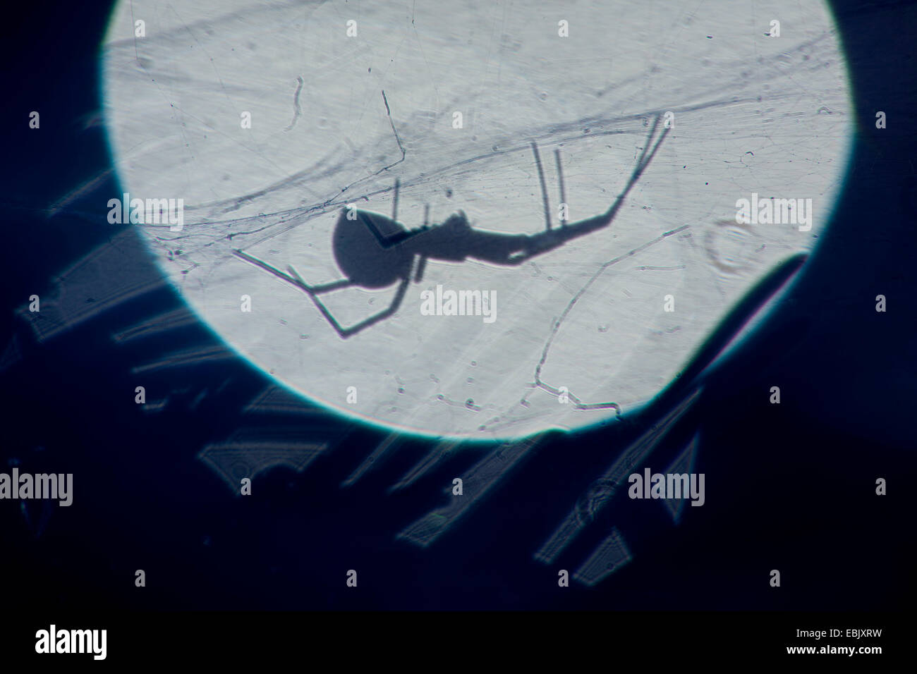 Silhouette di un ragno nel suo web, Germania, Sassonia Foto Stock
