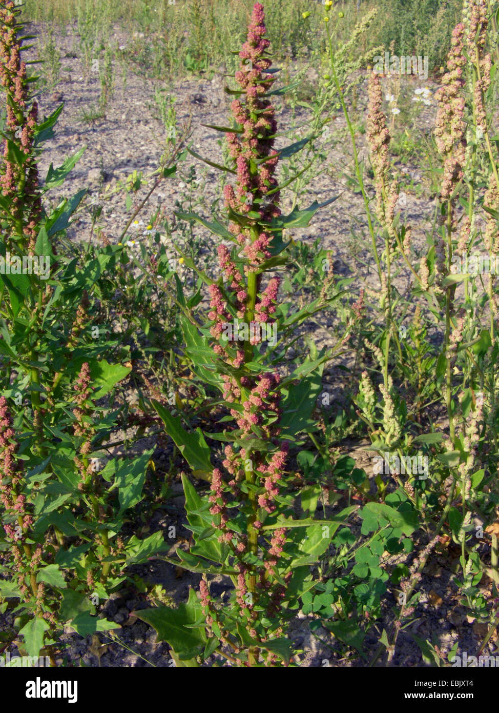 Red Goosefoot, Coastblite (Goosefoot Chenopodium rubrum), fioritura, Germania Foto Stock