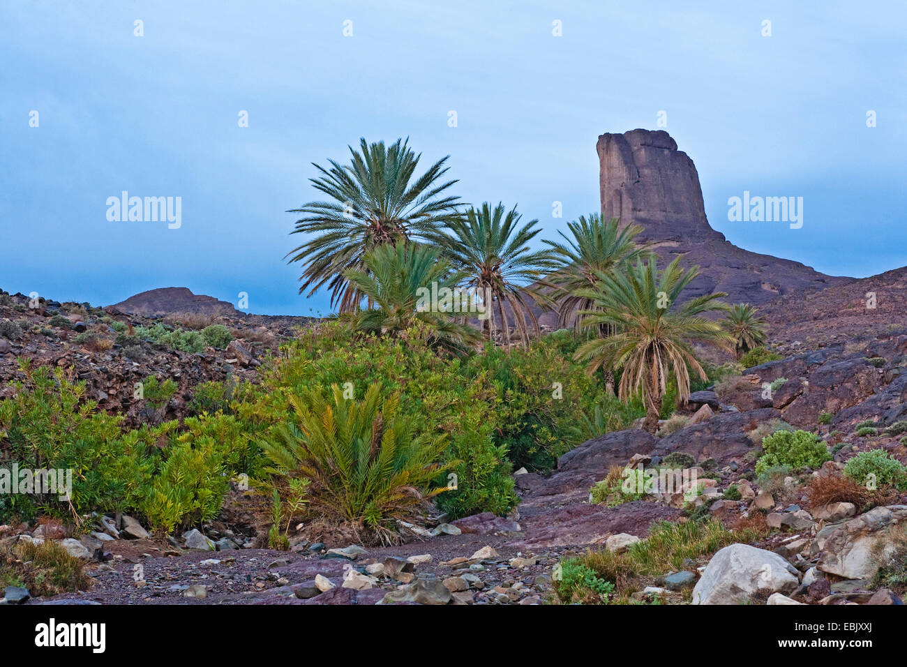 Data palm (Phoenix dactylifera), Palm grove, Marocco, Souss-Massa-DaraÔ, Djebel Sarhro, Antiatlas Foto Stock