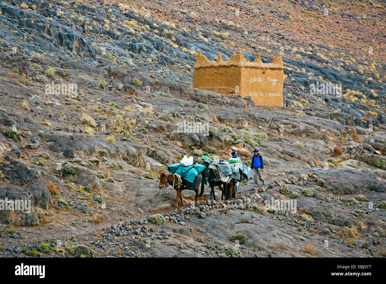Due muli impaccata sul sentiero roccioso, Marocco, Souss-Massa-DaraÔ, Djebel Sarhro Foto Stock
