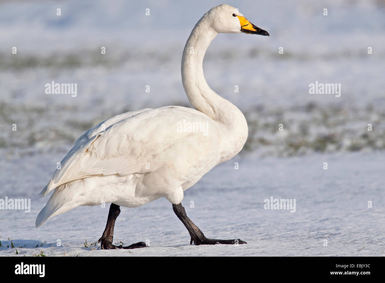 Whooper swan (Cygnus Cygnus), Adulto a piedi su un prato snowcovered, Germania, Schleswig-Holstein Foto Stock