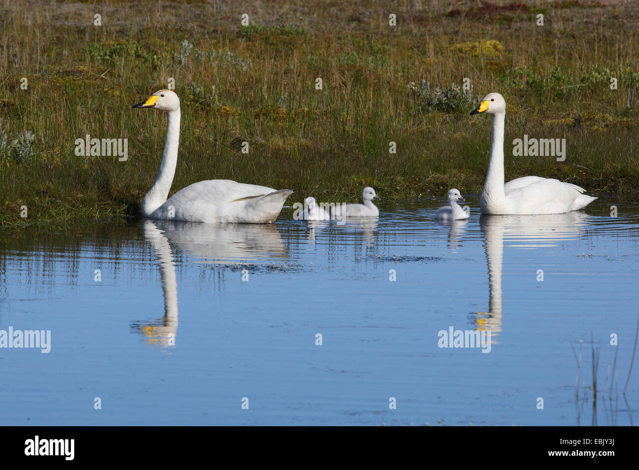 Whooper swan (Cygnus Cygnus), swan famiglia nuotare in un lago, Islanda Foto Stock