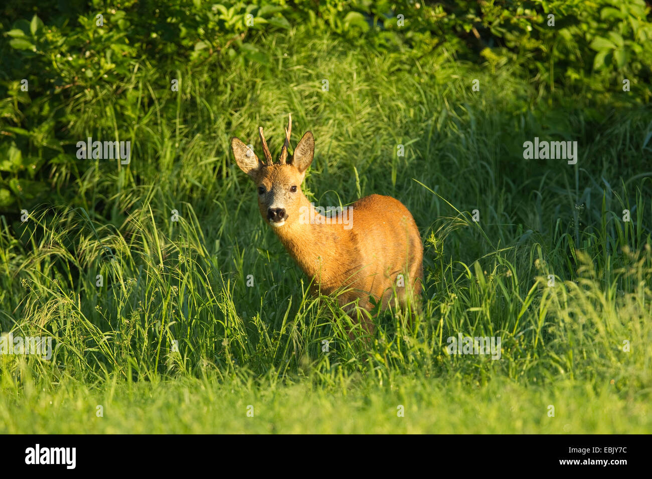 Il capriolo (Capreolus capreolus), il capriolo in erba, Germania Foto Stock