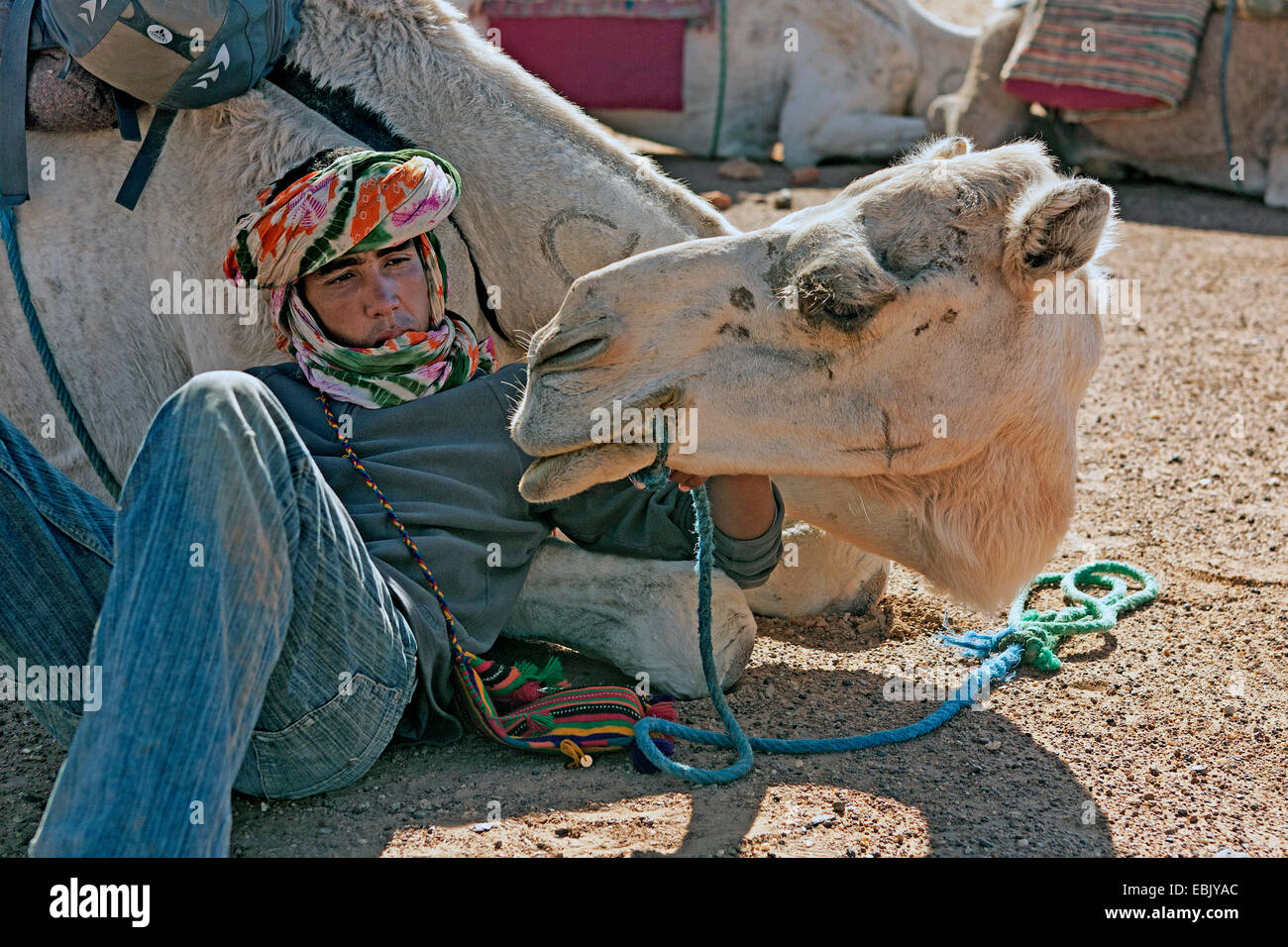 Dromedario, one-humped camel (Camelus dromedarius), Camel Driver con il suo cammello, Marocco, Souss-Massa-DaraÔ Foto Stock