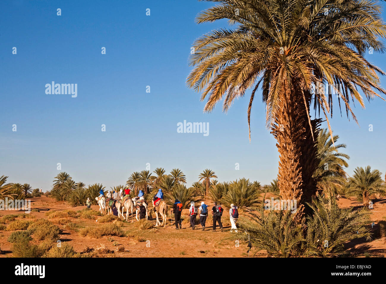 Data palm (Phoenix dactylifera), trekking con il cammello in Mhamid oasi, Marocco, Souss-Massa-DaraÔ, Mhamid-el-Ghizlane Foto Stock