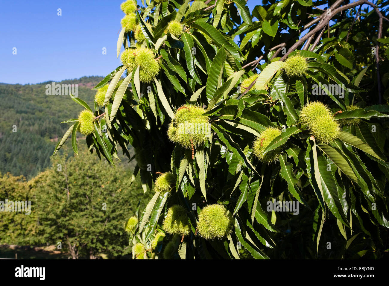 Castagno, dolce castagno (Castanea sativa), castagne su albero, Francia, Cvennes Foto Stock
