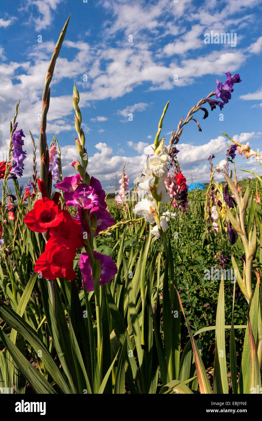 Gladiolus (Gladiolus), sul campo dei fiori, Germania, Hesse Foto Stock