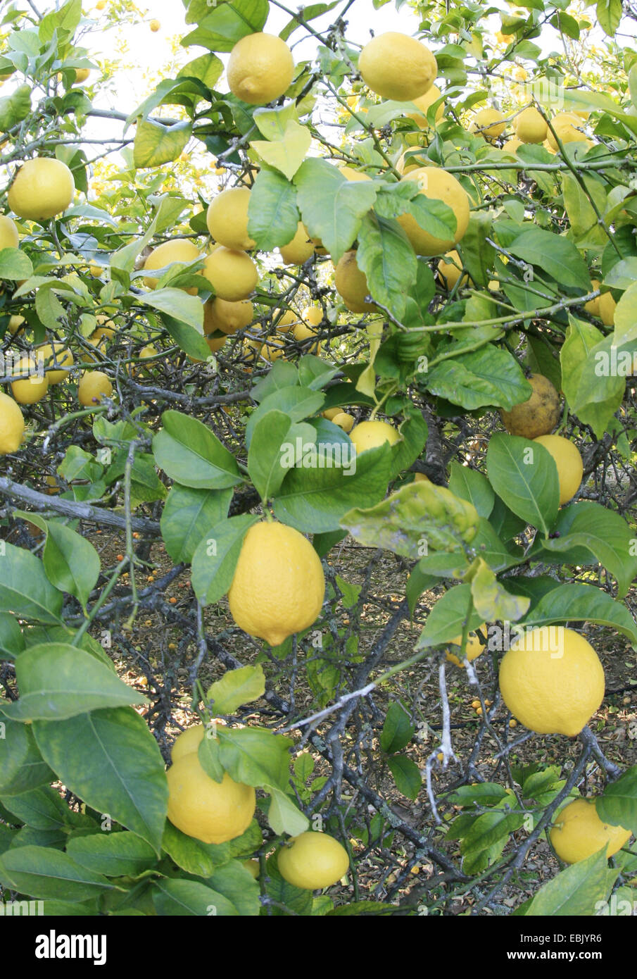 Albero di limone (Citrus limon), frutti maturi a tree, Spagna, Balearen, Maiorca Foto Stock