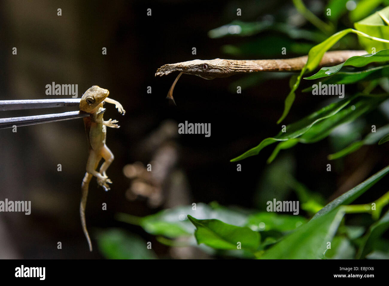 Nuovo due femmine di Langaha madagascariensis ampliato di una mostra allestita nel giardino zoologico Dvur Kralove nad Labem, Repubblica Ceca, 2 dicembre 2014. (CTK foto/David Tanecek) Foto Stock