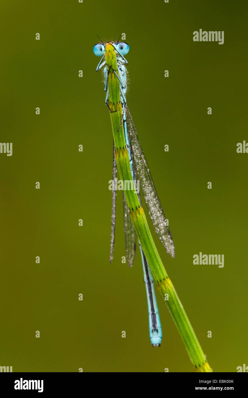 Coenagrion comune, azure damselfly (Coenagrion puella), sul cavallo-coda, in Germania, in Renania Palatinato Foto Stock