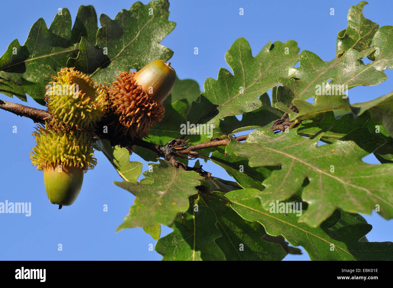 Cerro (Quercus cerris), il ramo con ghiande Foto Stock