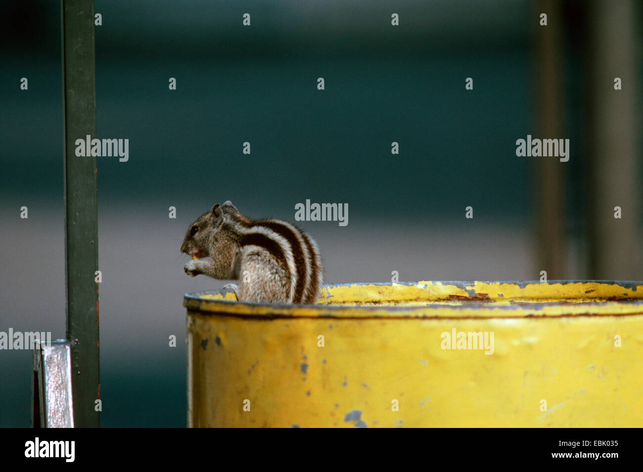 Northern Scoiattolo Palm, Palm Fivestriped scoiattolo (Funambulus pennantii), seduto su un barile alimentare Foto Stock