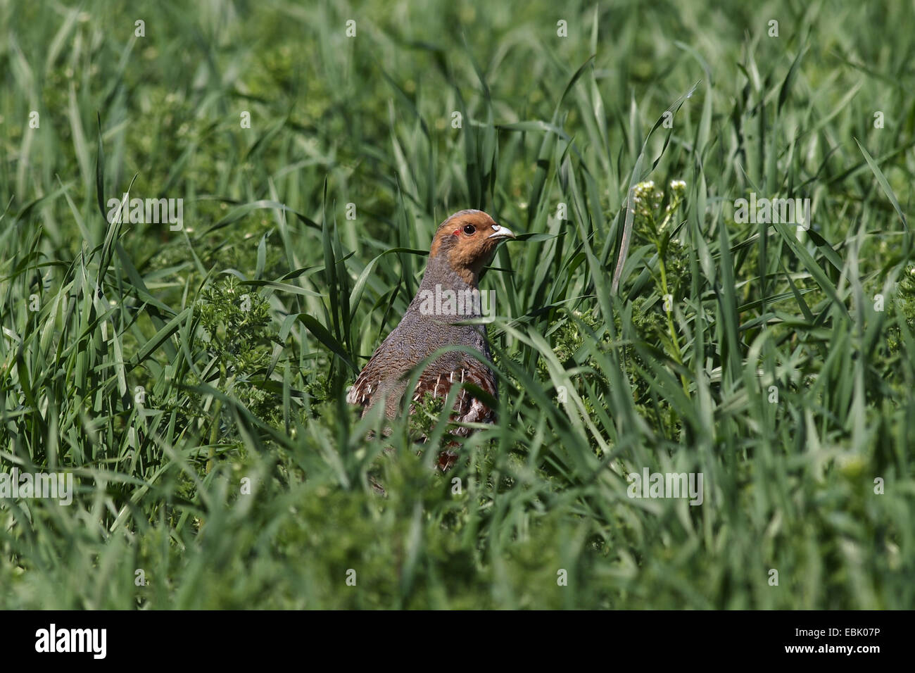 La starna (Perdix perdix), seduta nascosto nell'erba alta di un prato, Germania Foto Stock
