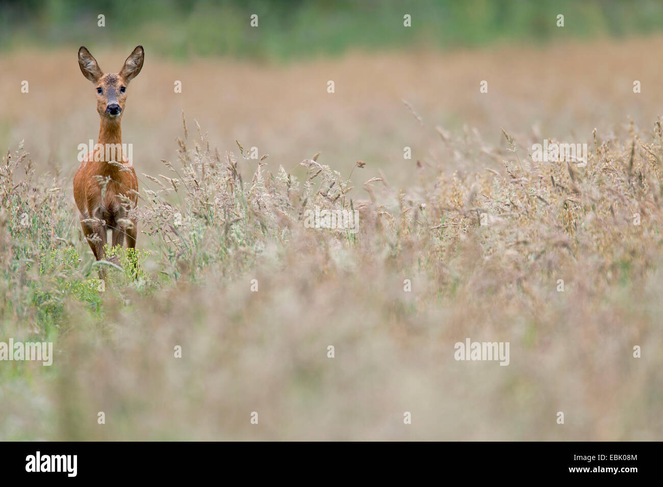 Il capriolo (Capreolus capreolus), doe in piedi su erba, Germania, Schleswig-Holstein Foto Stock