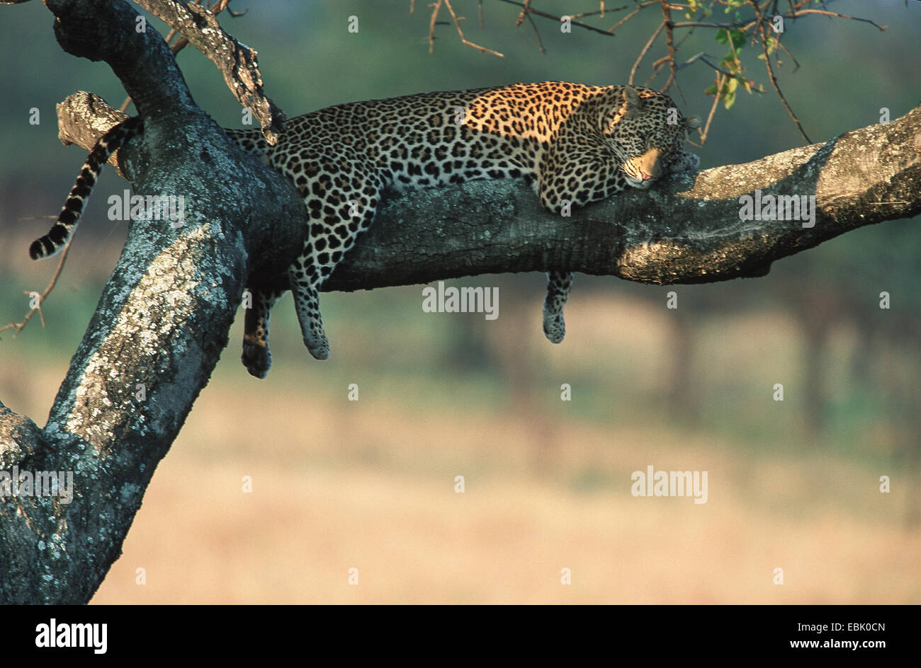 Leopard (Panthera pardus), lazyly giacente su un ramo, Tanzania Serengeti NP Foto Stock