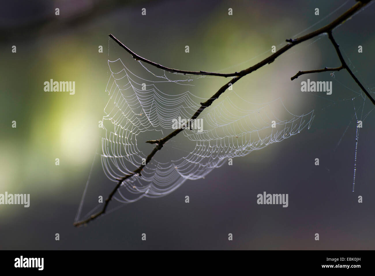 Croce orbweaver, giardino europeo spider, cross spider (Araneus diadematus), web coperto con acqua scende ad un ramoscello sfrondato, in Germania, in Sassonia, Vogtland Foto Stock