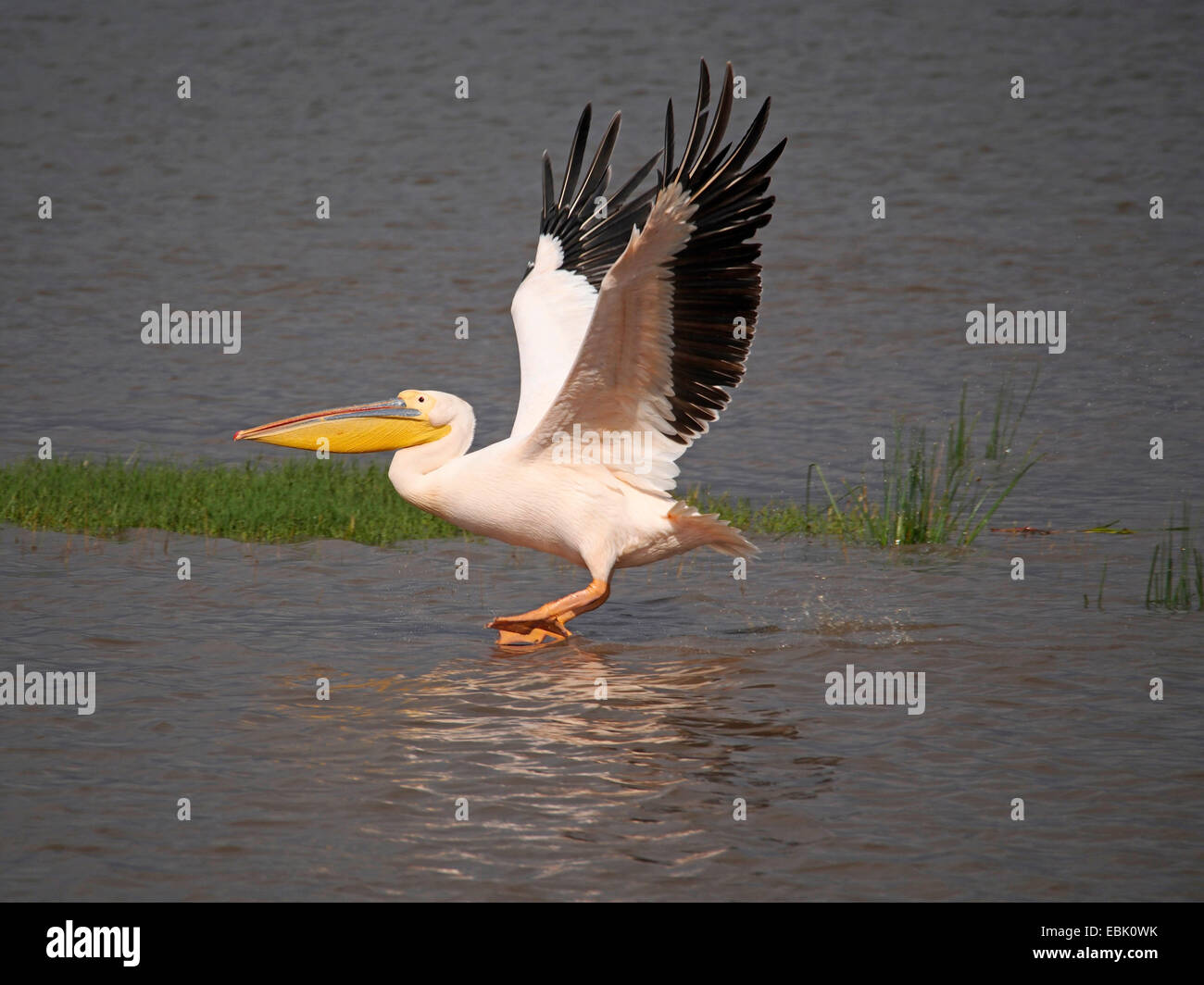 Orientale pellicano bianco (Pelecanus onocrotalus), partendo da acqua, Kenya, Lake Nakuru National Park Foto Stock
