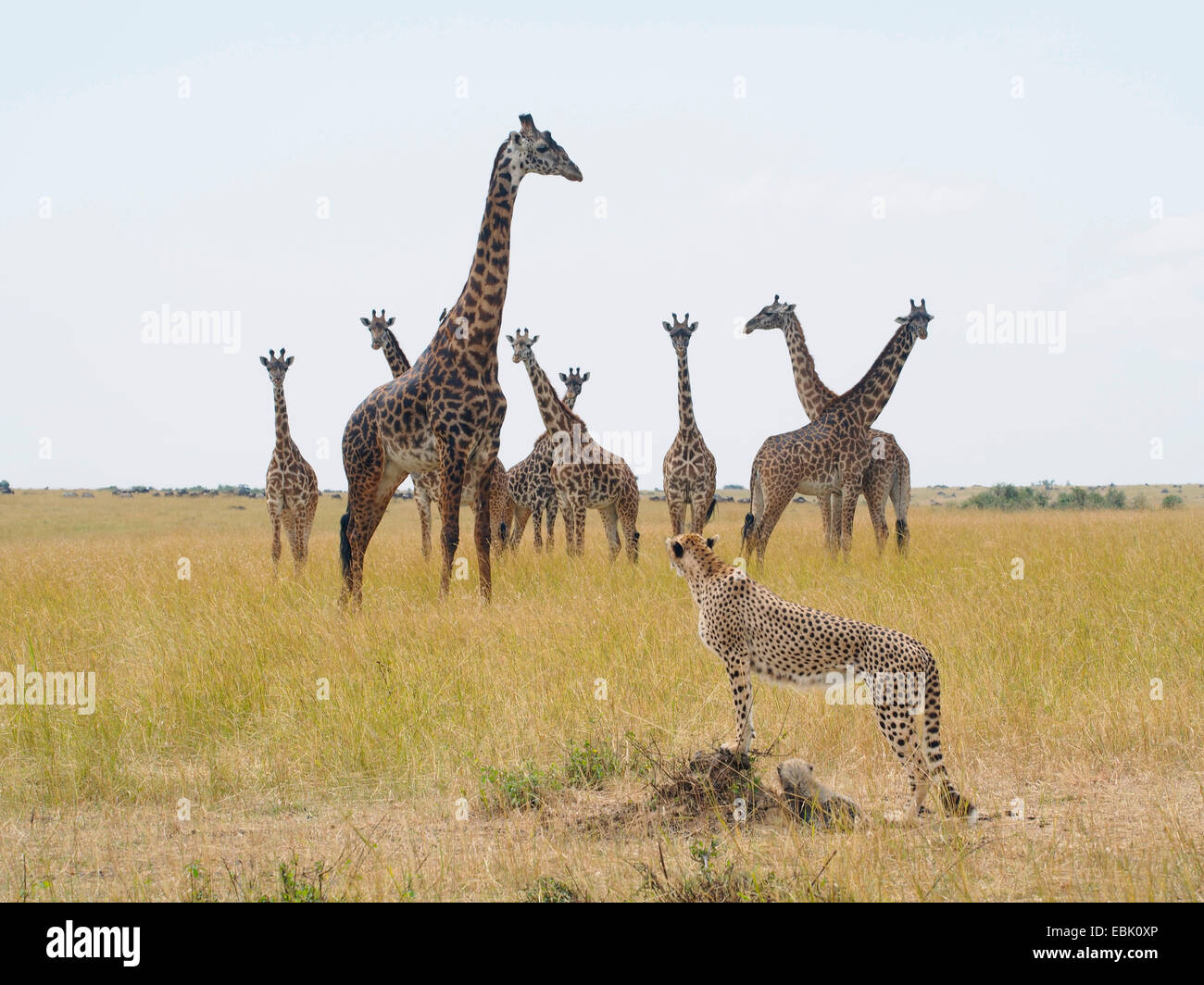 Ghepardo (Acinonyx jubatus), con il pup nella savana, guardando con le giraffe, Kenia Masai Mara National Park Foto Stock