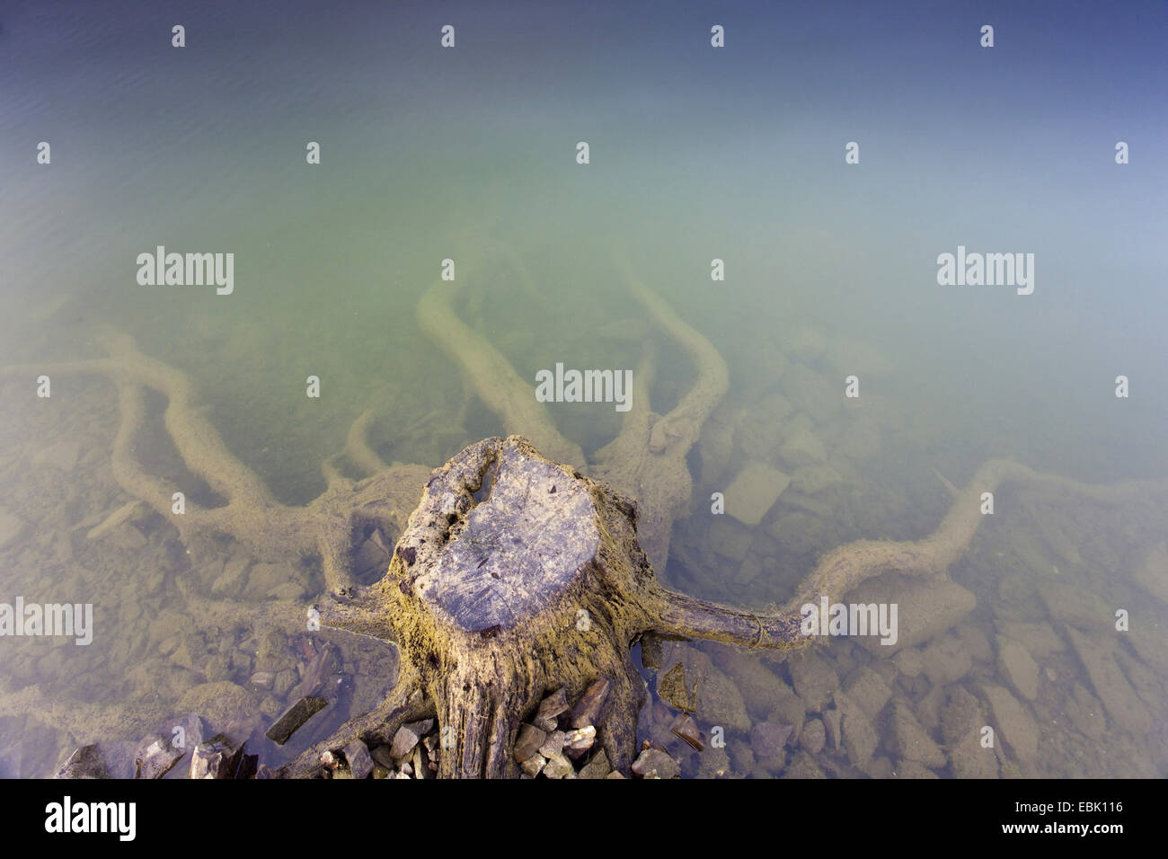 Tree snag al lago Poehl, in Germania, in Sassonia, Vogtlaendische Schweiz Foto Stock