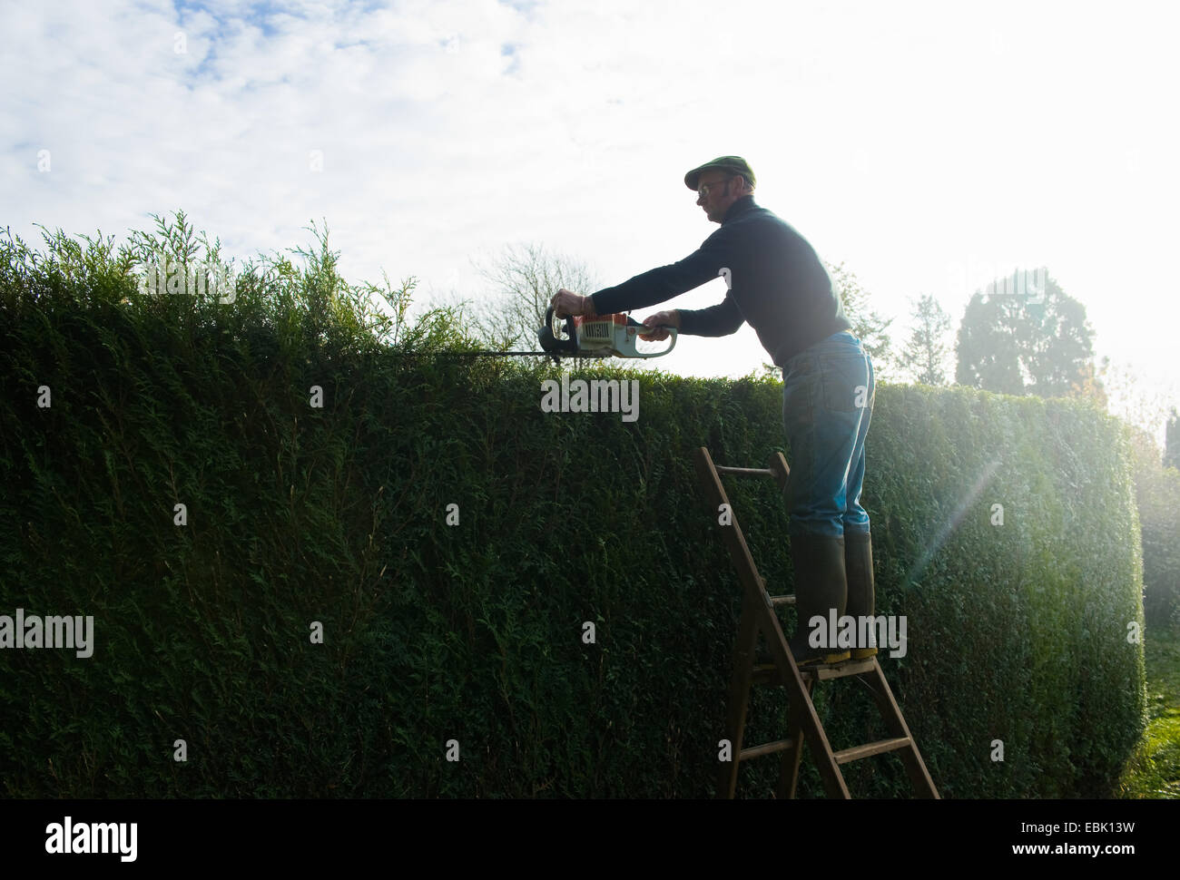 Stagliano uomo sulla sommità di scale alti di trimming siepe giardino Foto Stock