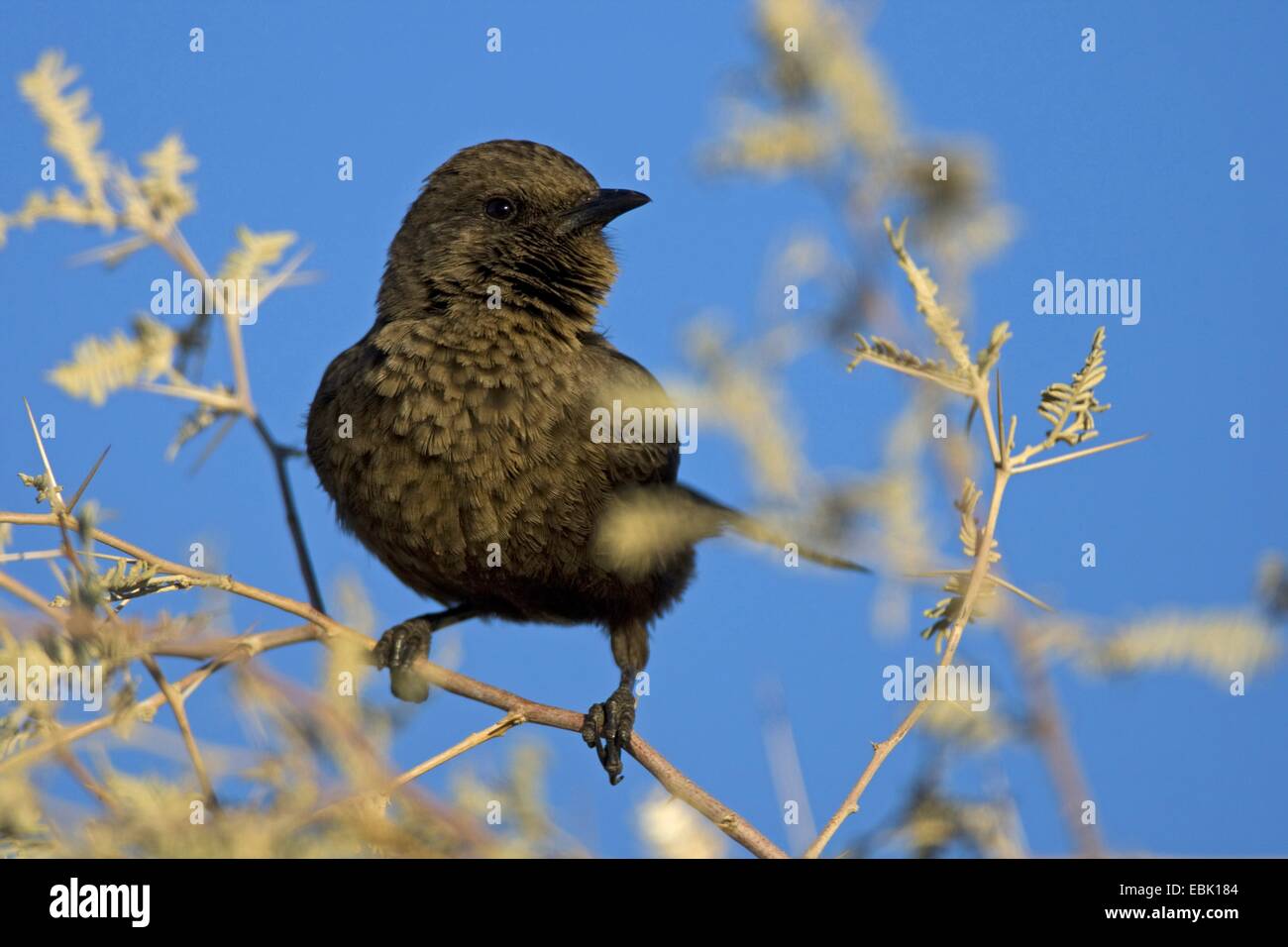Southern anteater chat (Myrmecocichla formicivora), seduto su un ramo, Sud Africa, Northern Cape, Kgalagadi transfrontaliera Parco Nazionale Foto Stock