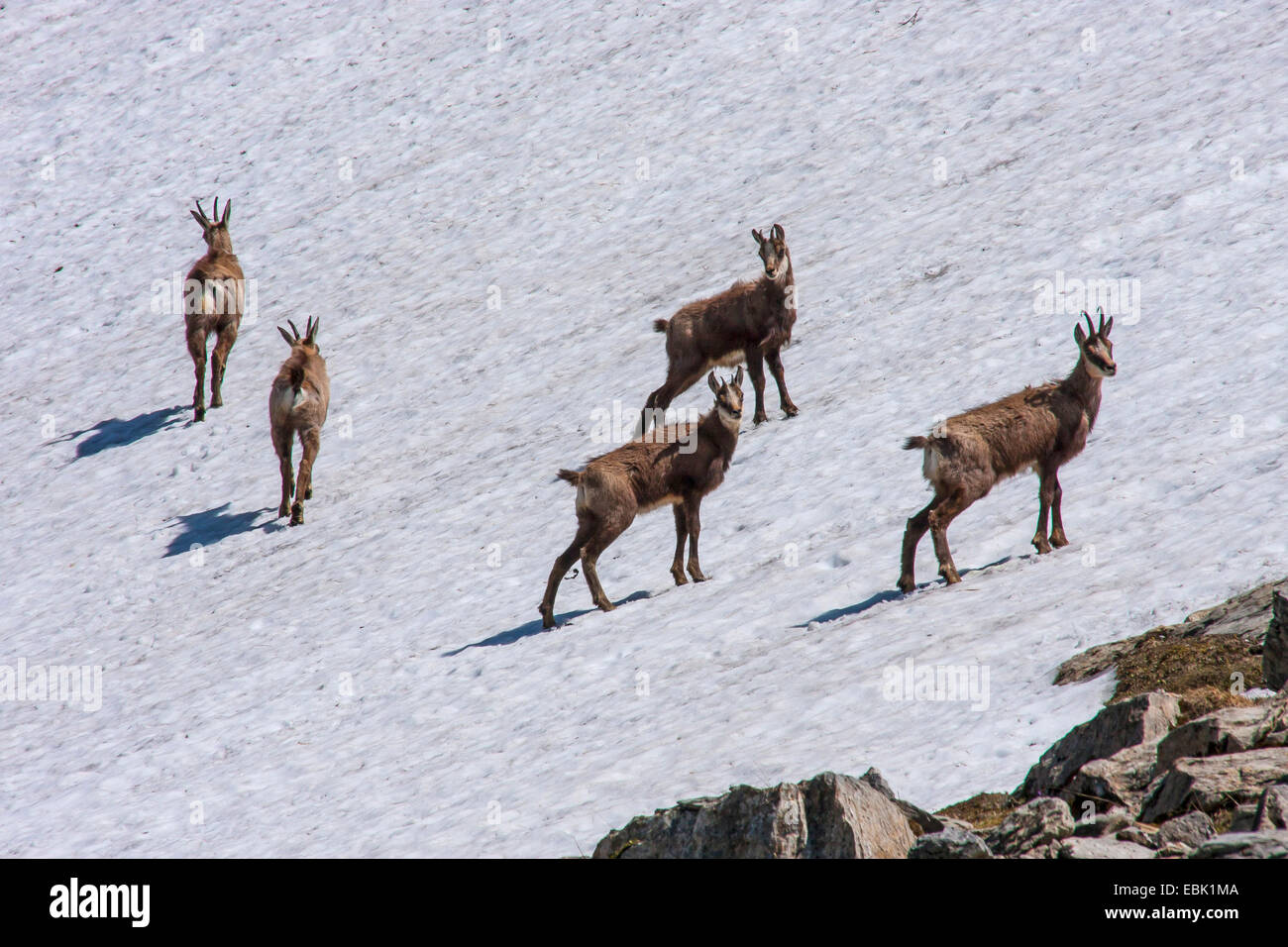 Il camoscio (Rupicapra rupicapra), in primavera su un campo di neve, Svizzera, Alpstein, Saentis Foto Stock