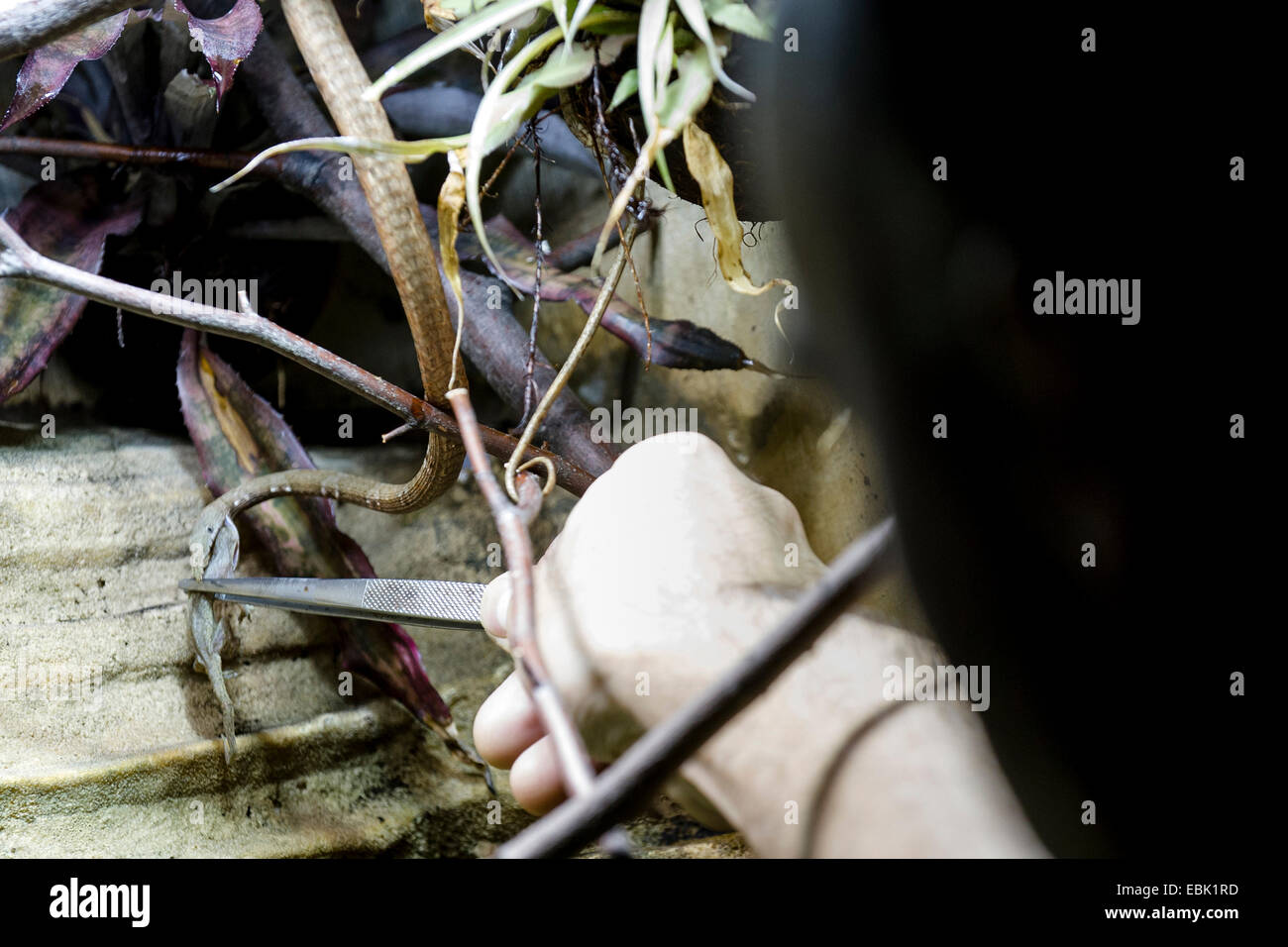 Nuovo due femmine di Langaha madagascariensis ampliato di una mostra allestita nel giardino zoologico Dvur Kralove nad Labem, Repubblica Ceca, 2 dicembre 2014. (CTK foto/David Tanecek) Foto Stock