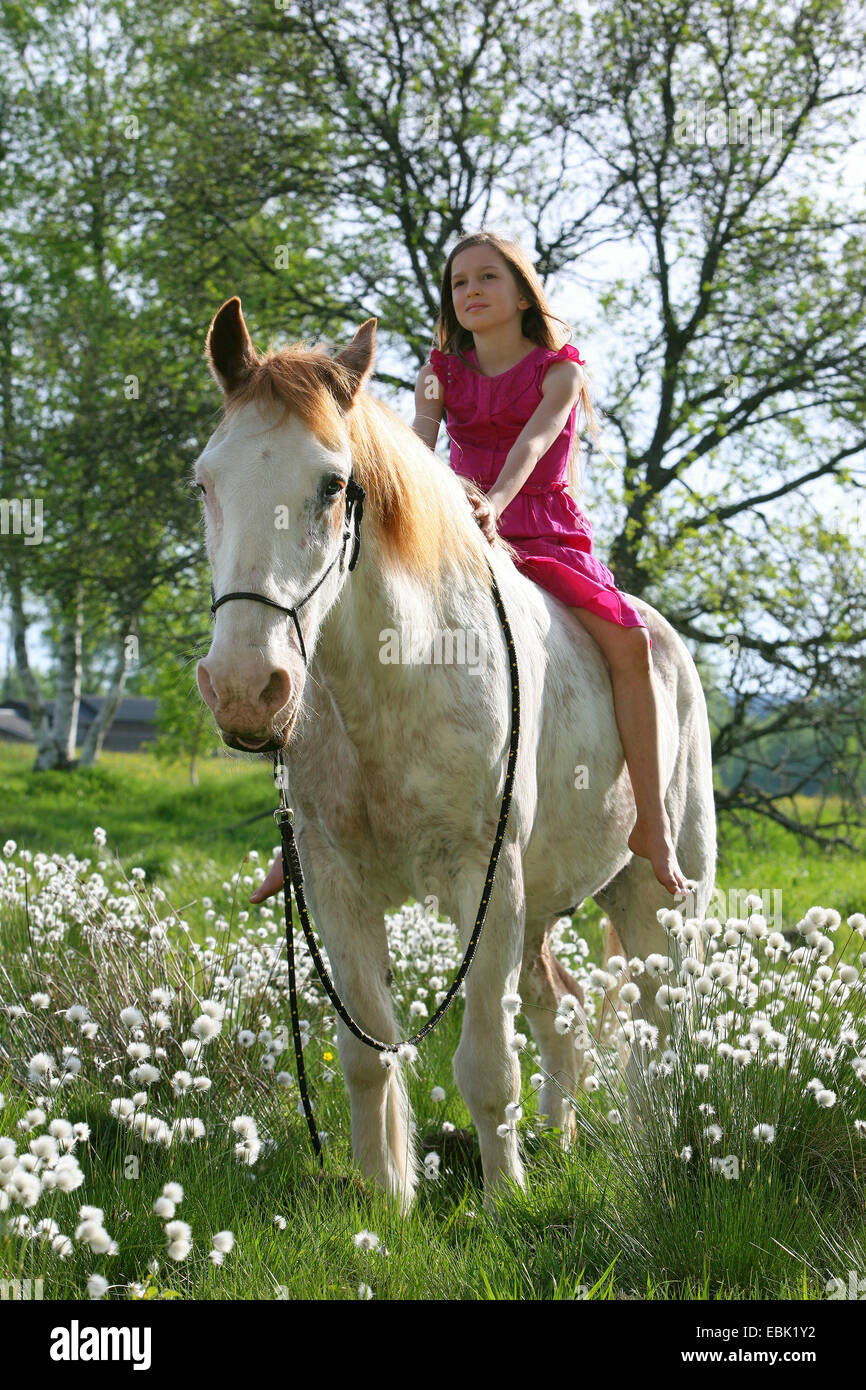Criollo cavallo (Equus przewalskii f. caballus), la ragazza seduta su un  cavallo, Germania Foto stock - Alamy