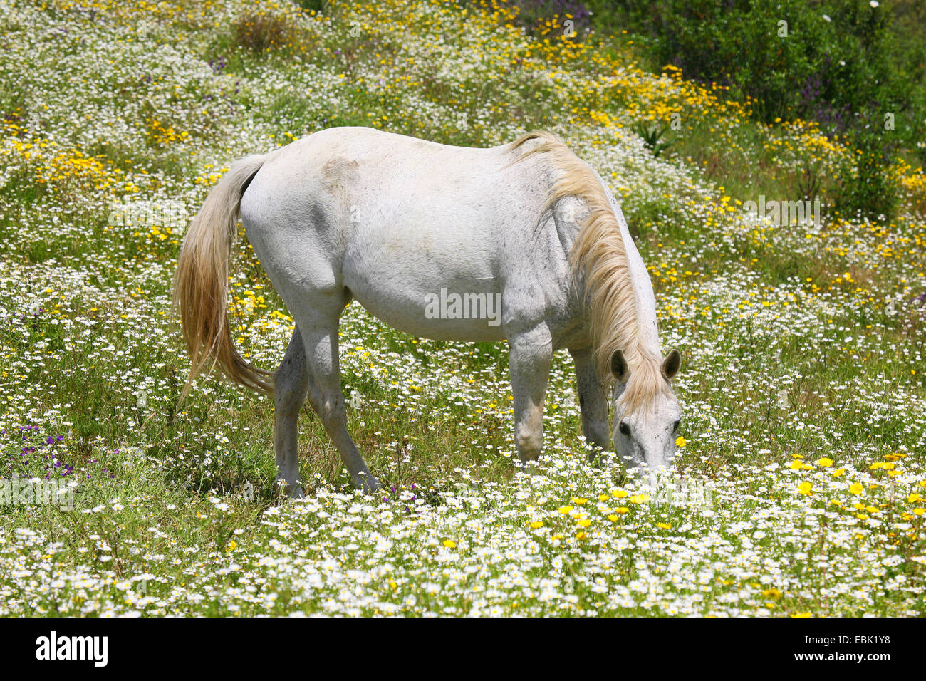 Cavallo lusitano (Equus przewalskii f. caballus), White Horse navigando in un prato di fiori, Portogallo Foto Stock