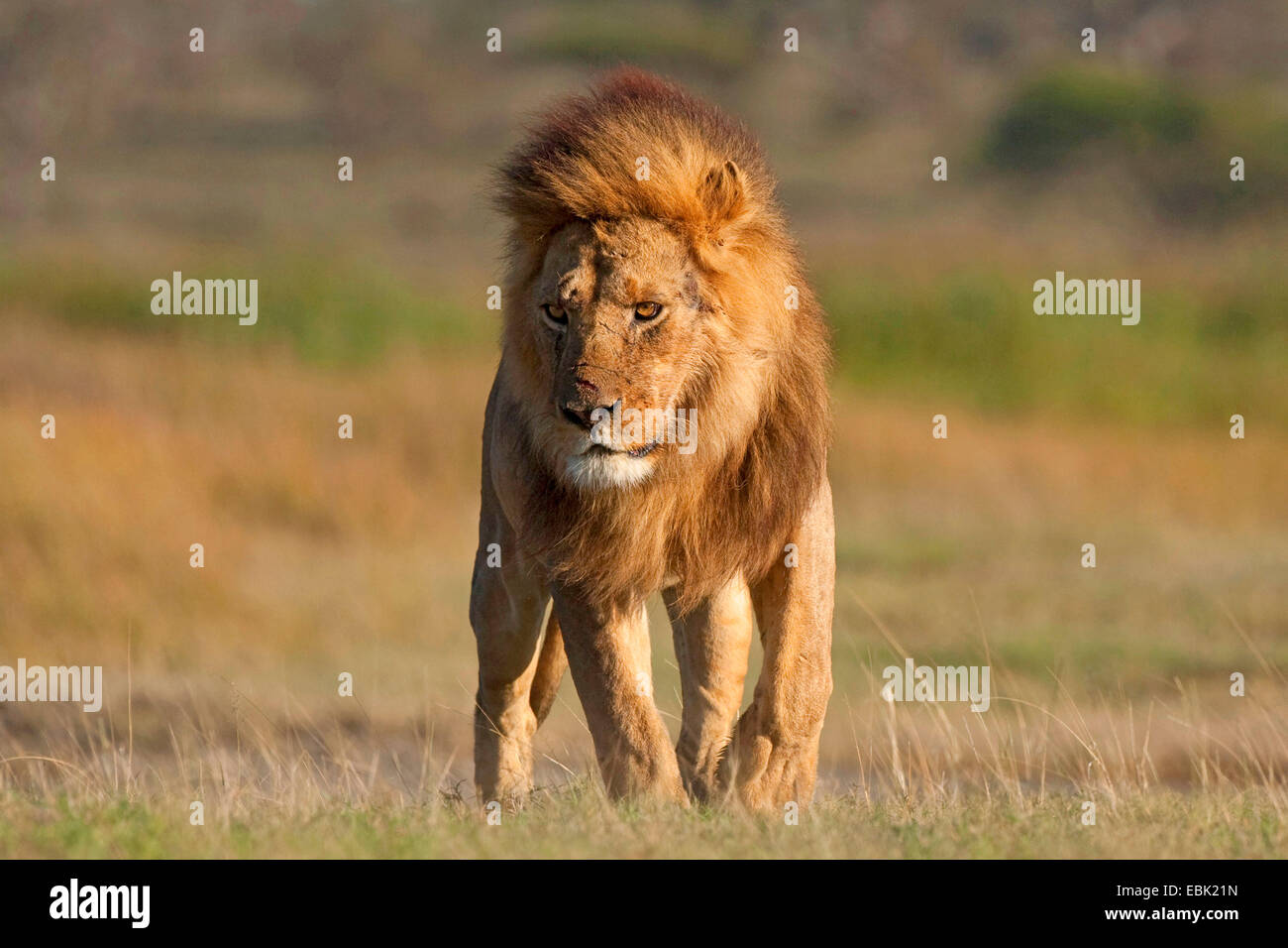 Lion (Panthera leo), maschio nella luce del mattino, Tanzania Serengeti NP Foto Stock