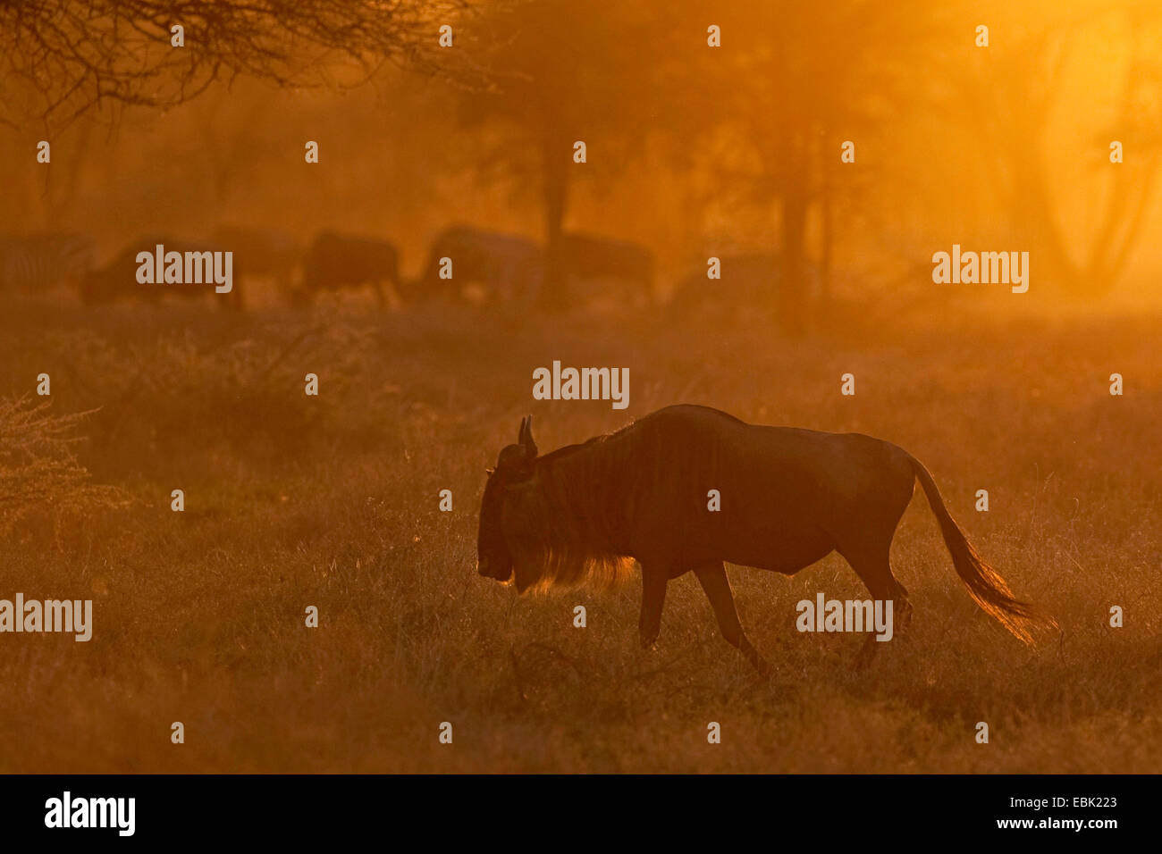 Blue GNU, borchiati gnu, bianco-barbuto GNU (Connochaetes taurinus), sulla migrazione, Tanzania Serengeti NP Foto Stock