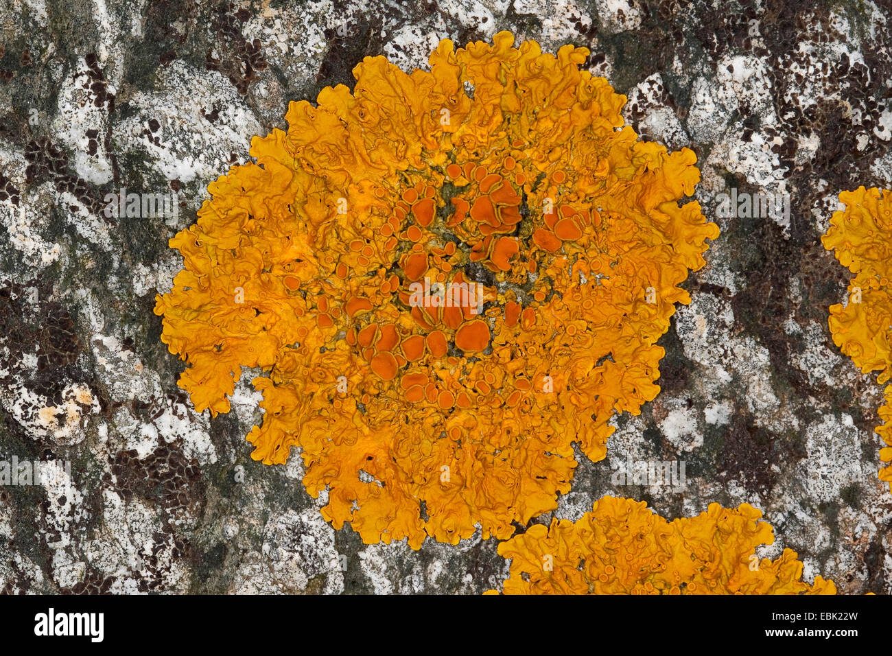 Comune lichene arancione, giallo scala, Maritime sunburst lichen, Shore lichen, Golden shield (lichene Xanthoria parietina, Clairmont parietina), su una roccia costieri del Mar Baltico, Germania Foto Stock