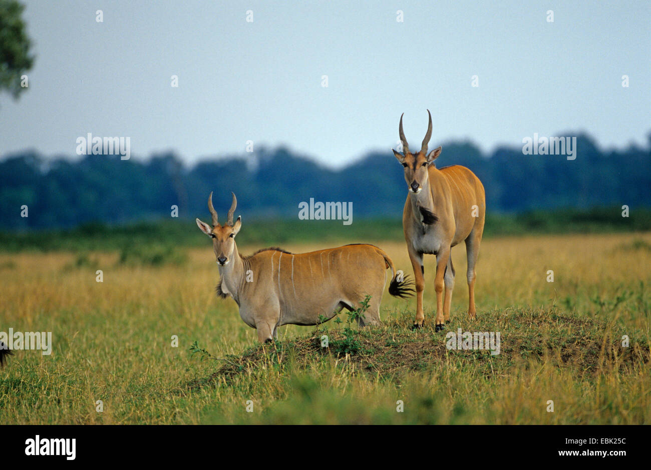 Common eland, Eland Meridionale (Taurotragus oryx, Tragelaphus oryx), due elands in piedi nella savana, Kenya Foto Stock