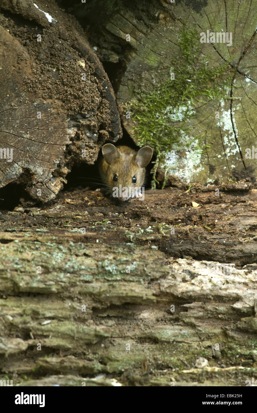 Bank vole (Clethrionomys glareolus, Myodes glareolus), guardando al di fuori di un mucchio di marciume registri, Germania Foto Stock