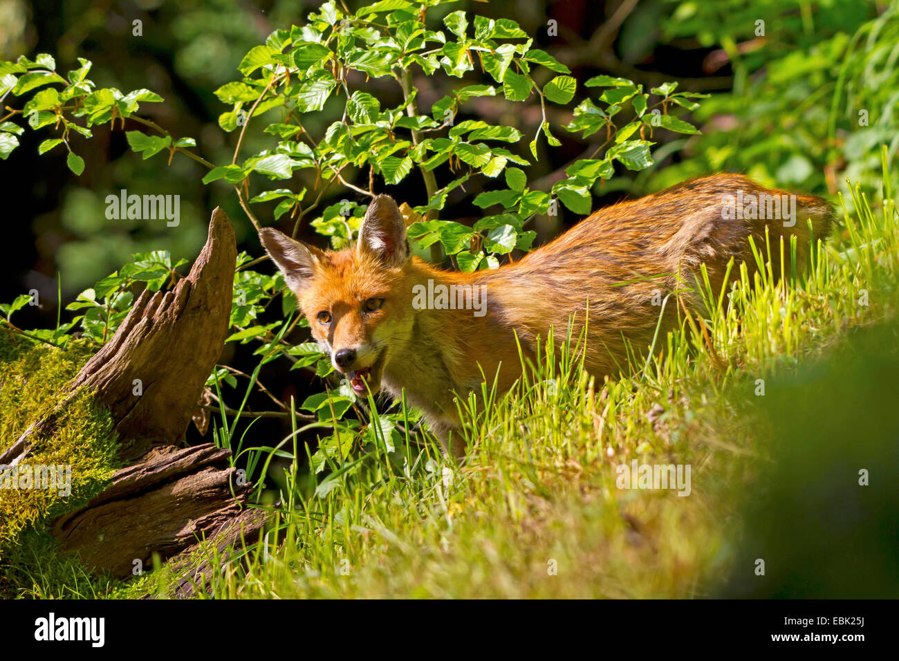 Red Fox (Vulpes vulpes vulpes), in cerca di cibo, Svizzera, Sankt Gallen Foto Stock
