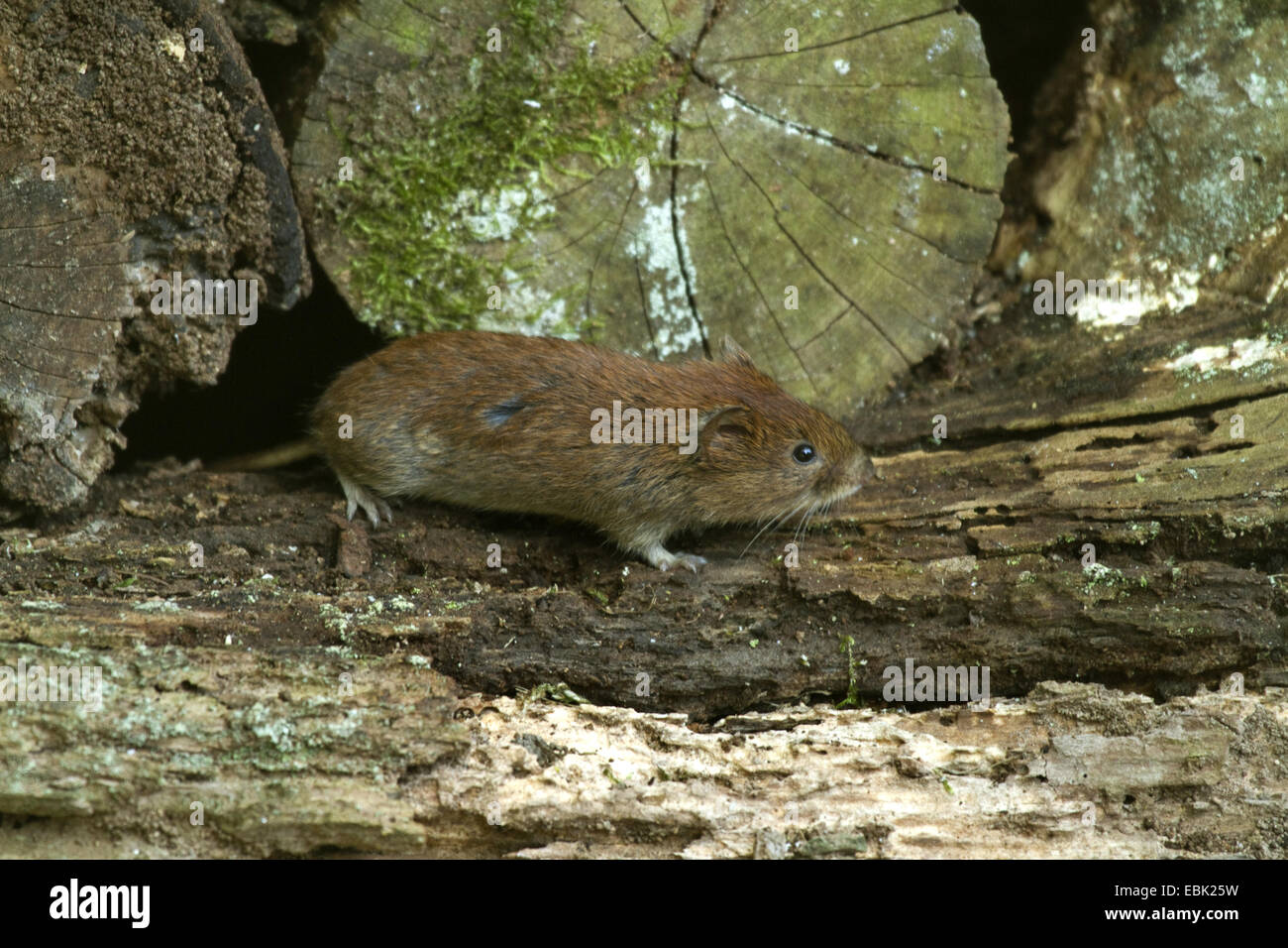 Bank vole (Clethrionomys glareolus, Myodes glareolus), su un mucchio di marciume registri, Germania Foto Stock
