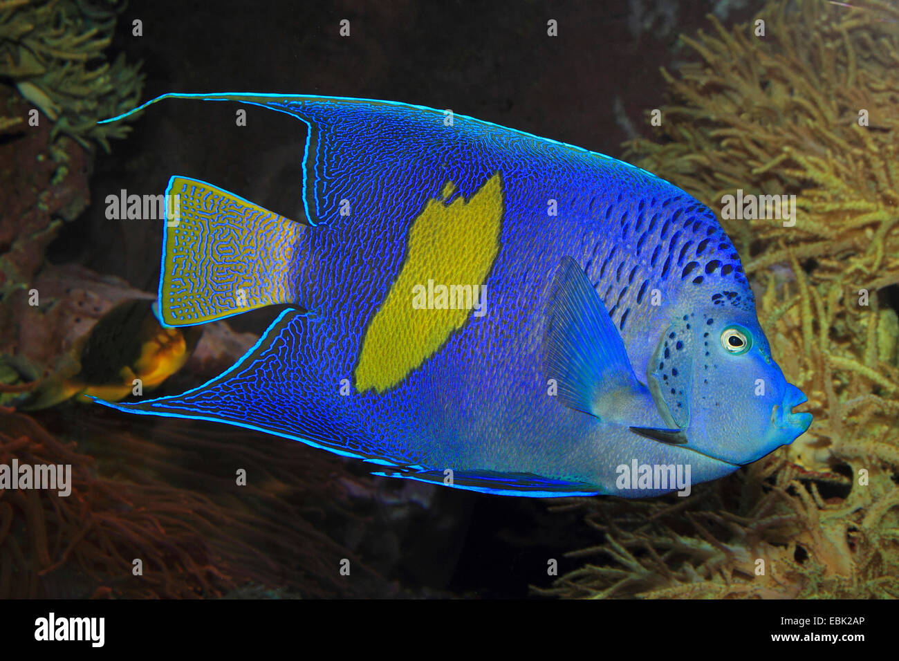 Arabian angelfish (Pomacanthus asfur, Euxiphipops asfur, Arusetta asfur), presso il reef Foto Stock