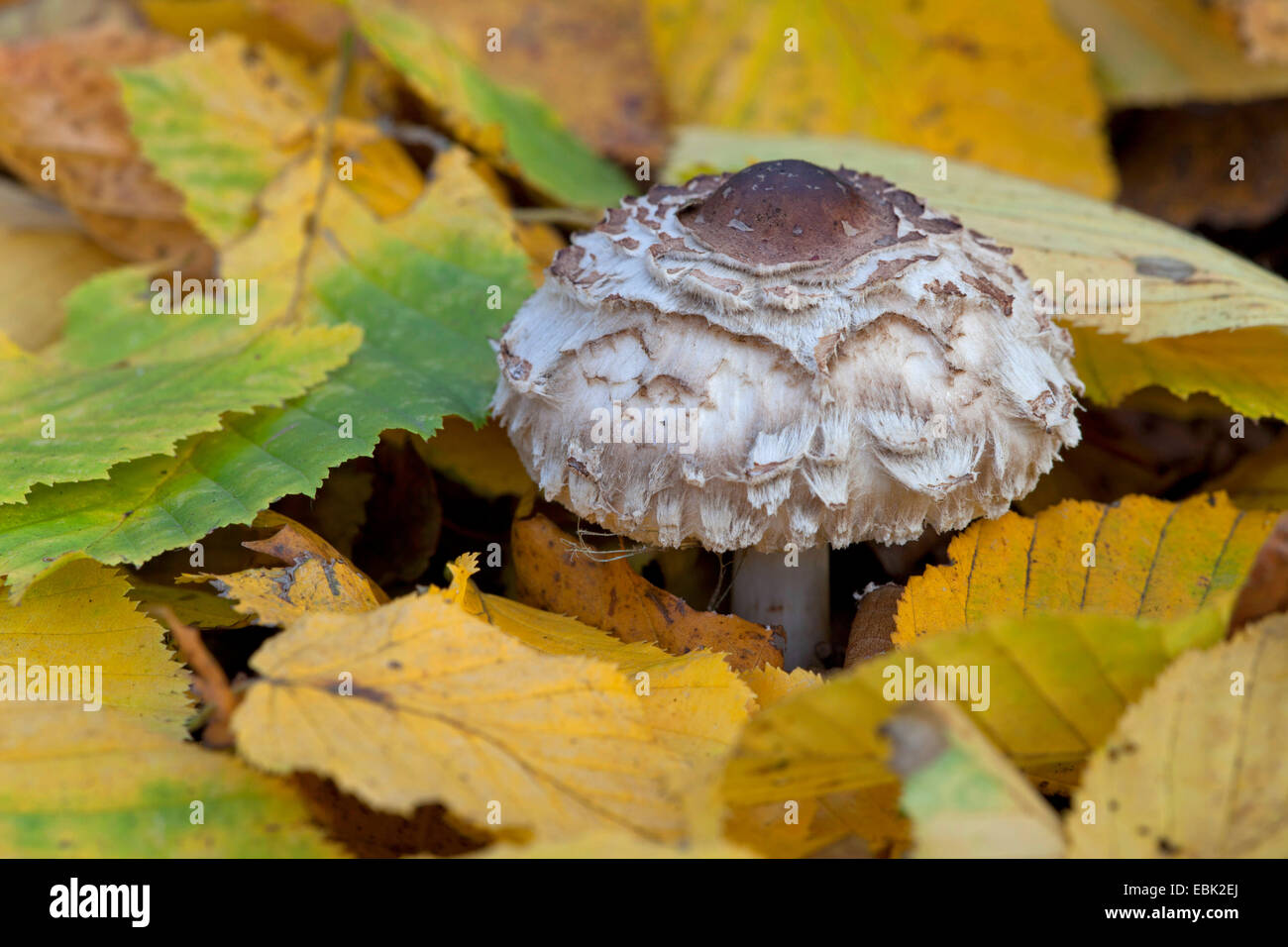 Parasol (Macrolepiota procera, Lepiotia procera), giovani parasol mushroom in piedi nel fogliame di autunno, Germania Foto Stock