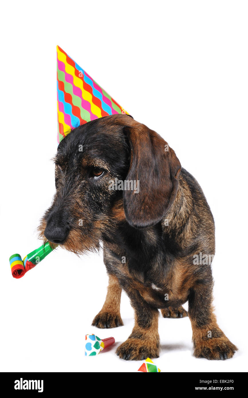 Wire-haired bassotto, Filo-dai capelli del cane di salsiccia, cane domestico (Canis lupus f. familiaris), costuming con party hat e avvisatore acustico nel suo muso, in Germania, in Renania settentrionale-Vestfalia Foto Stock