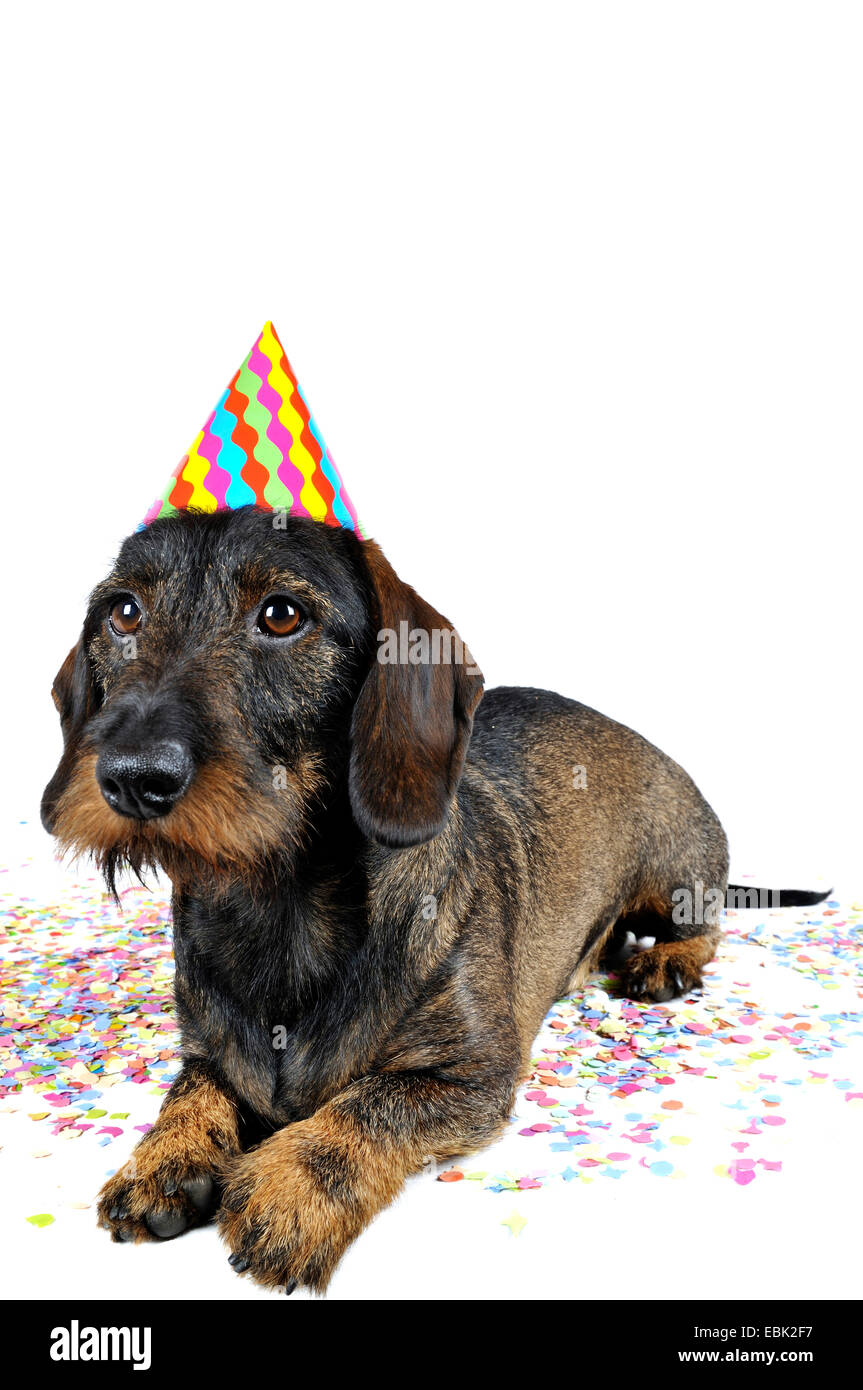 Wire-haired bassotto, Filo-dai capelli del cane di salsiccia, cane domestico (Canis lupus f. familiaris), giacenti in costume con un party hat in coriandoli, in Germania, in Renania settentrionale-Vestfalia Foto Stock