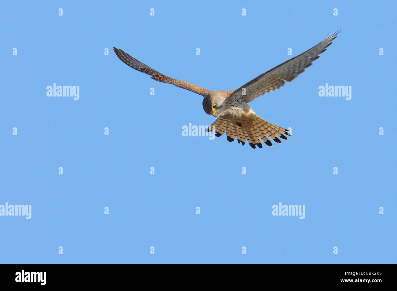Comune di gheppio (Falco tinnunculus), in bilico, Paesi Bassi, Texel Foto Stock