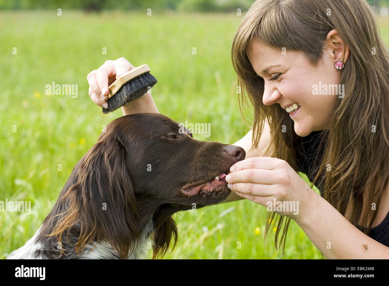 Piccolo Munsterlander (Canis lupus f. familiaris), ottenendo spazzata da una donna Foto Stock