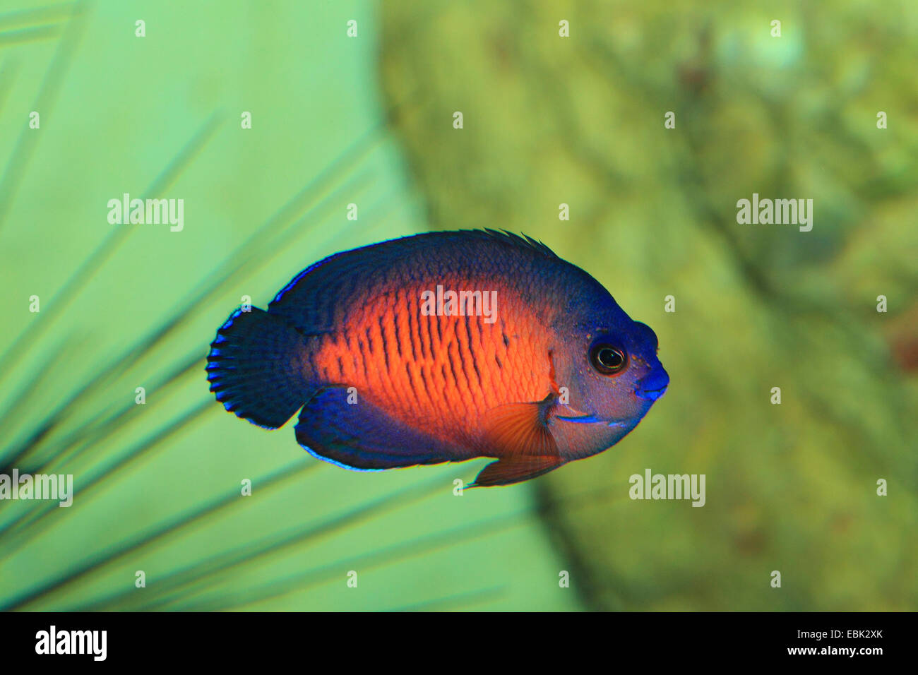 Twospined Angelfish, Dusky Angelfish, Coral bellezza (Centropyge bispinosa),  piscina presso il reef Foto stock - Alamy