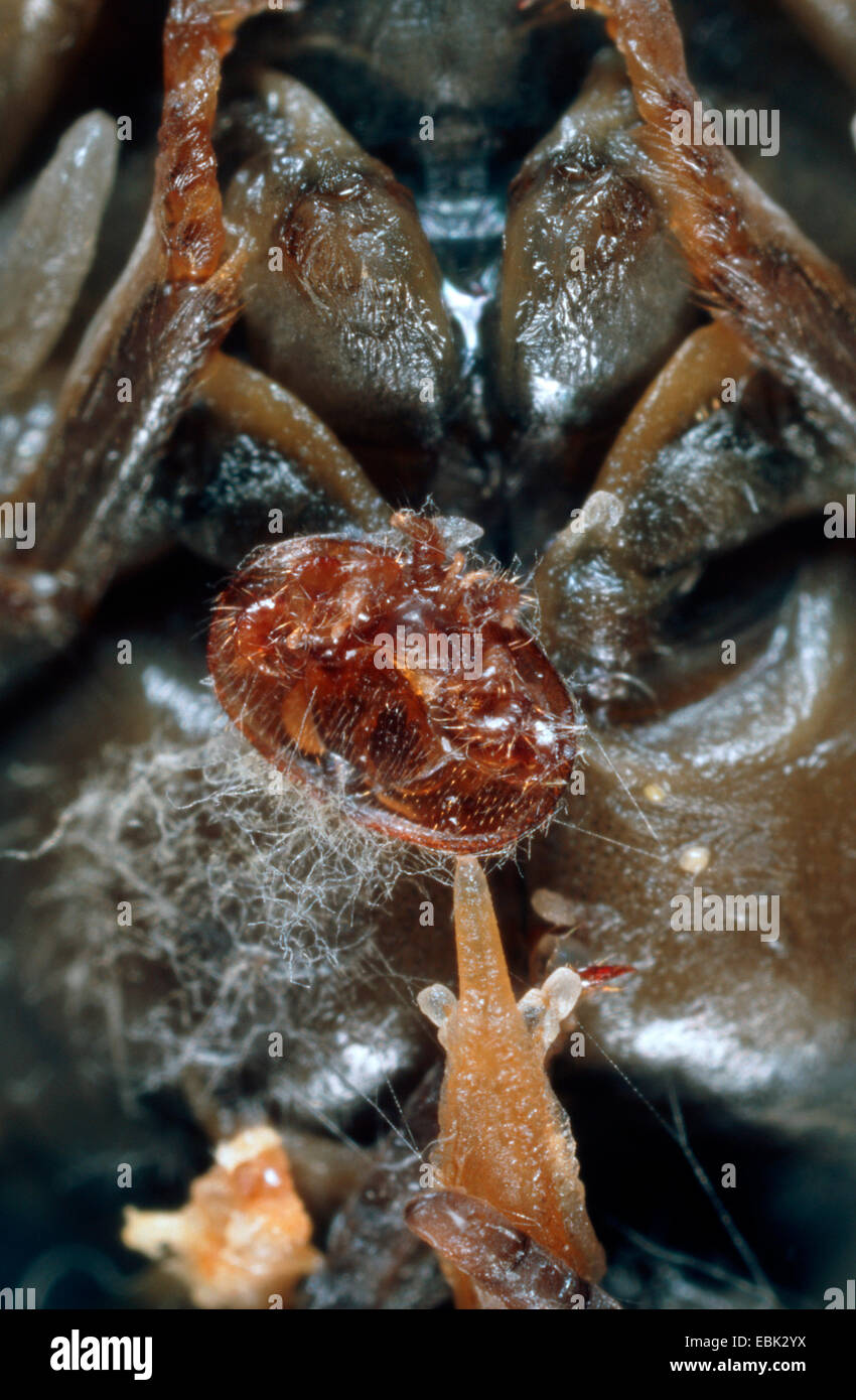 Acaro varroa (Varroa destructor, la lotta contro la Varroa jacobsoni), parassita sul miele delle api, Germania Foto Stock