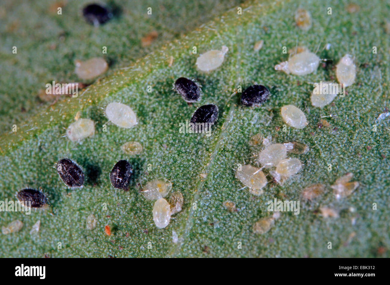 Whitefly serra (Trialeurodes vaporariorum), le larve di nero con ichneumon fly Encarsia Formosa, il controllo biologico dei parassiti Foto Stock