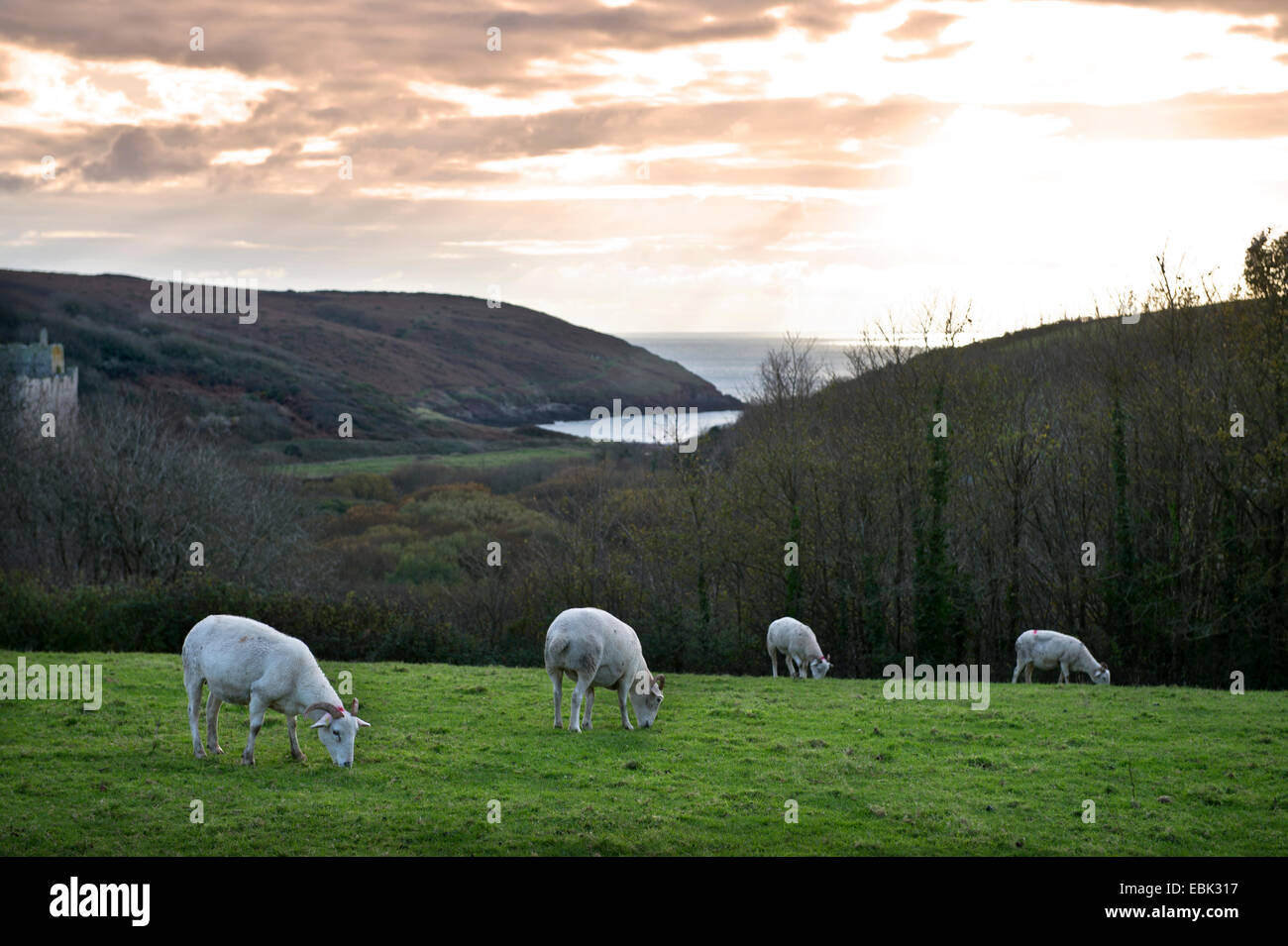 Capre pascolano sopra Manorbier Castle su Il Pembrokeshire Coast, Wales UK Foto Stock